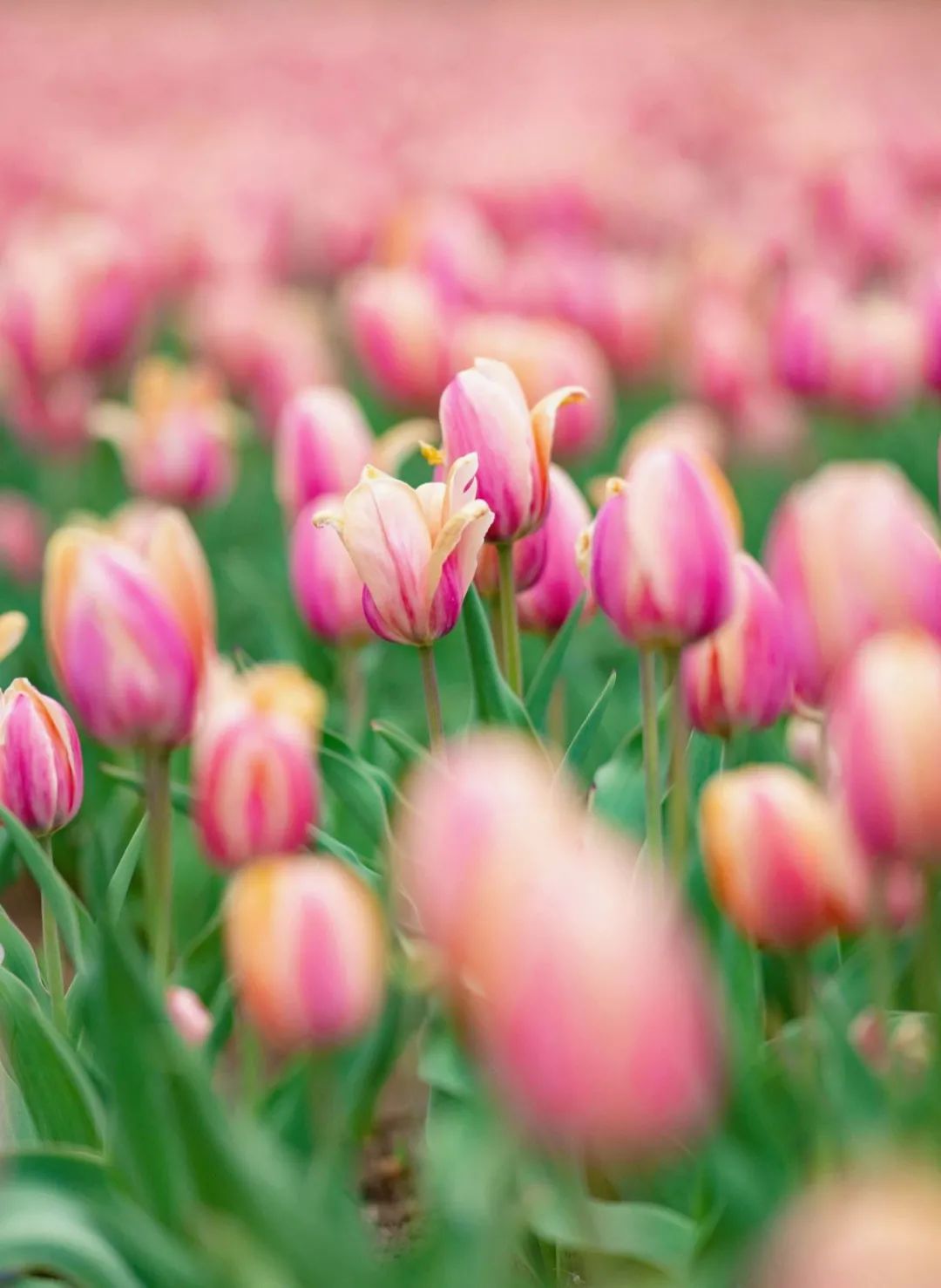 首先你要快乐，其次都是其次。