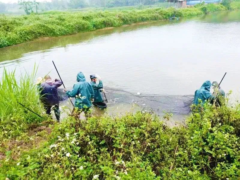 这是近日发生在台山市水步镇路亨村鱼塘的一幕.