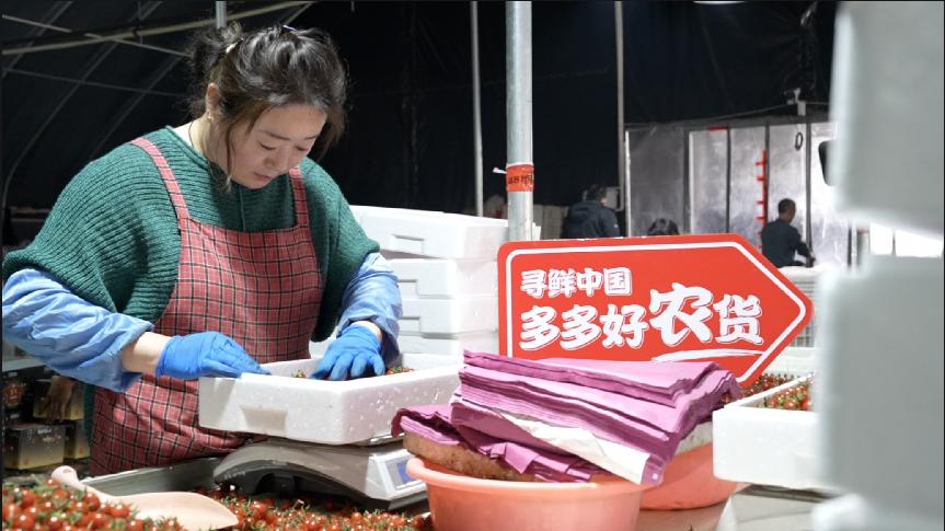 不吐皮的番茄，甜度堪比西瓜，山東的小番茄火了