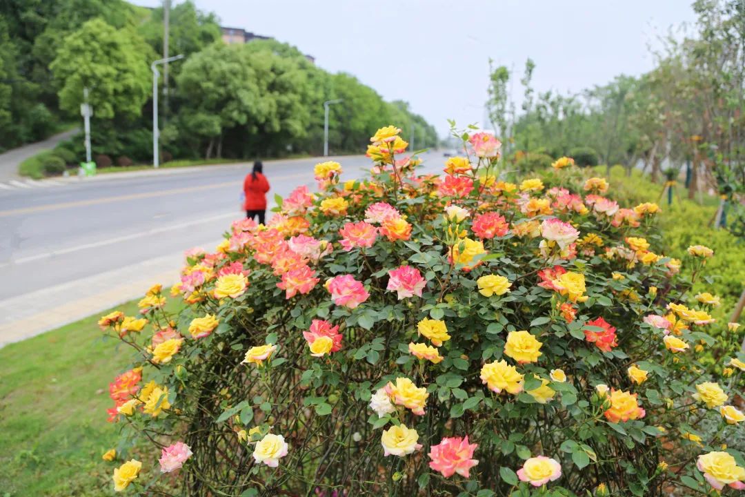 wow~当阳这面网红花墙在