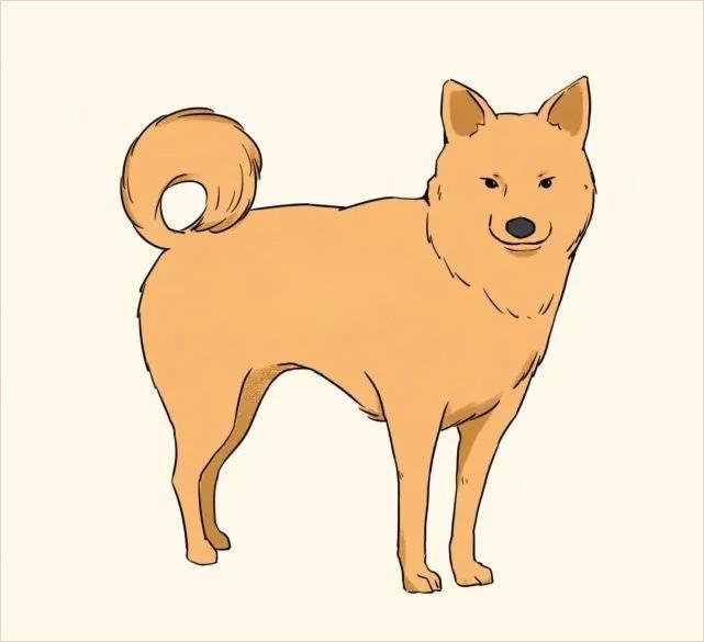 中华田园犬插画图片