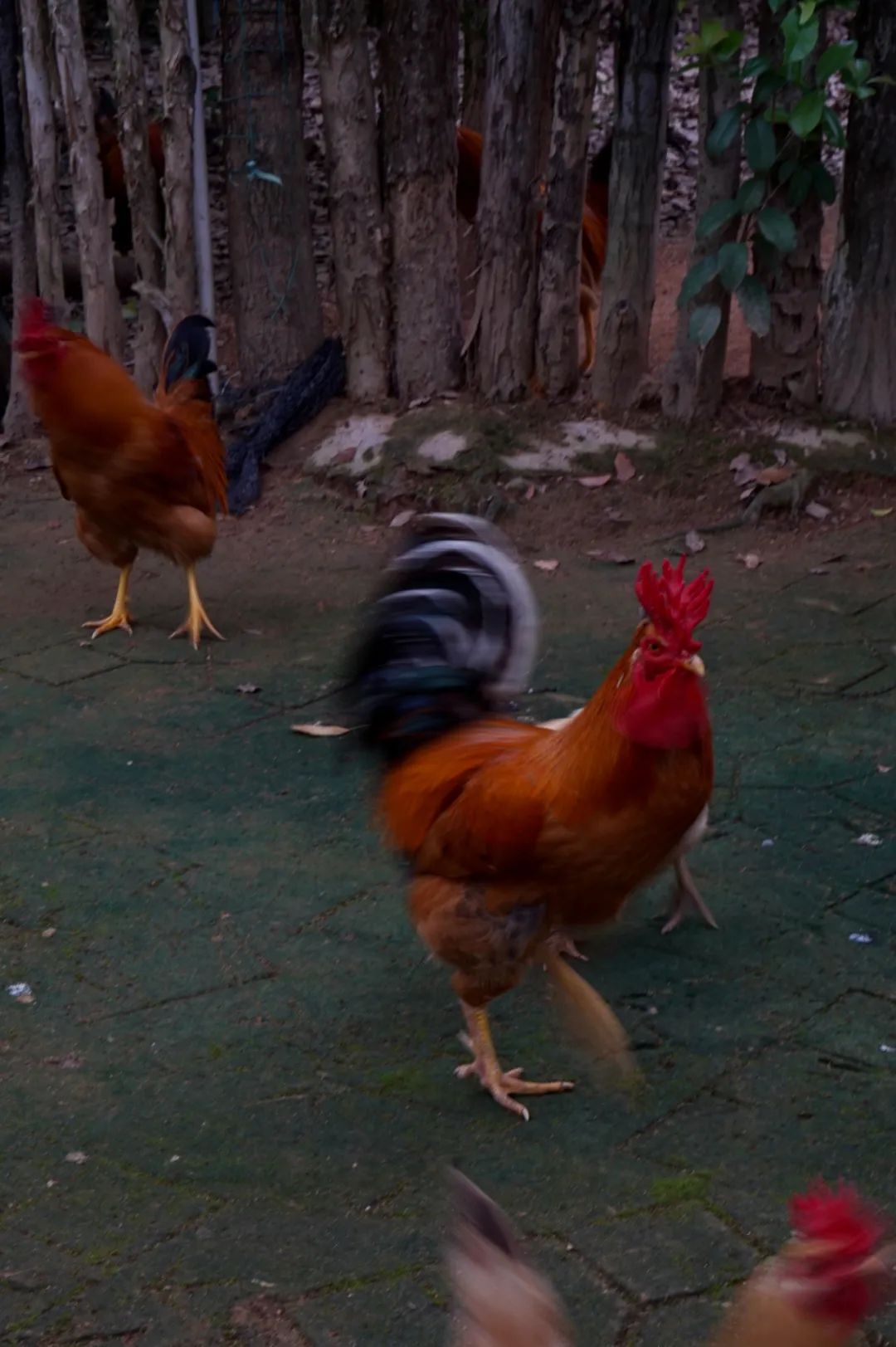 凤凰网评《上新吧 福味》：“社交悍匪”与一只鸡的故事|生活|纪录片|河田鸡_新浪新闻