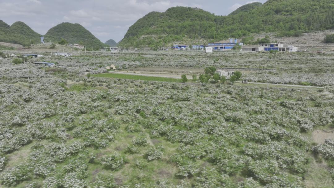 【记者蹲点调研采访系列报道】普定县马官镇:金刺梨花开产业兴_澎湃号