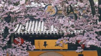 樹碑立傳丨與秋天同名的楸樹，盛開在春天里