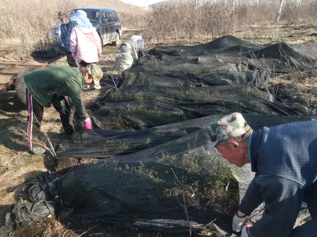 【生态加林】加格达奇林业局河口林场退化林修复完成植苗1260亩