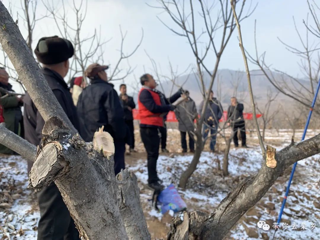 县内外累计开展各类技术培训5000余场次,培训农民10万余人次,培养板栗