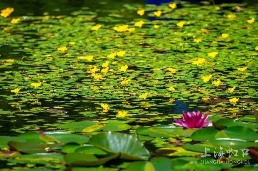 这种“水上花”叫什么,你知道吗?