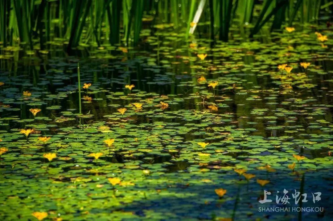 这种“水上花”叫什么,你知道吗?