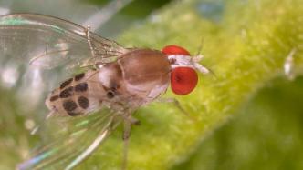 果蝇研究表明：保持饥饿感足以延缓衰老