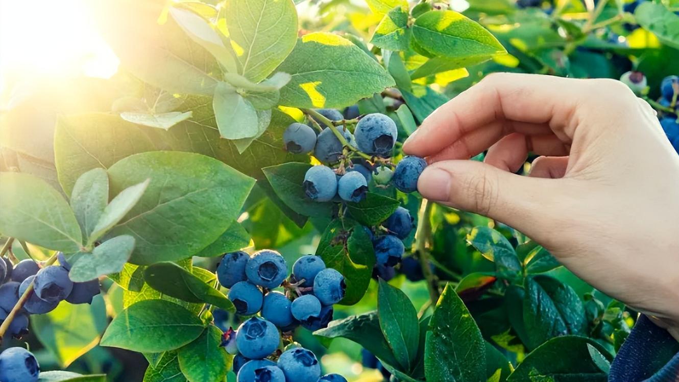 每天吃一盒蓝莓，会发生什么？