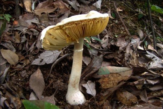 molybdites)日本紅菇(russula japonica hongo)亞稀褶黑菇(russula