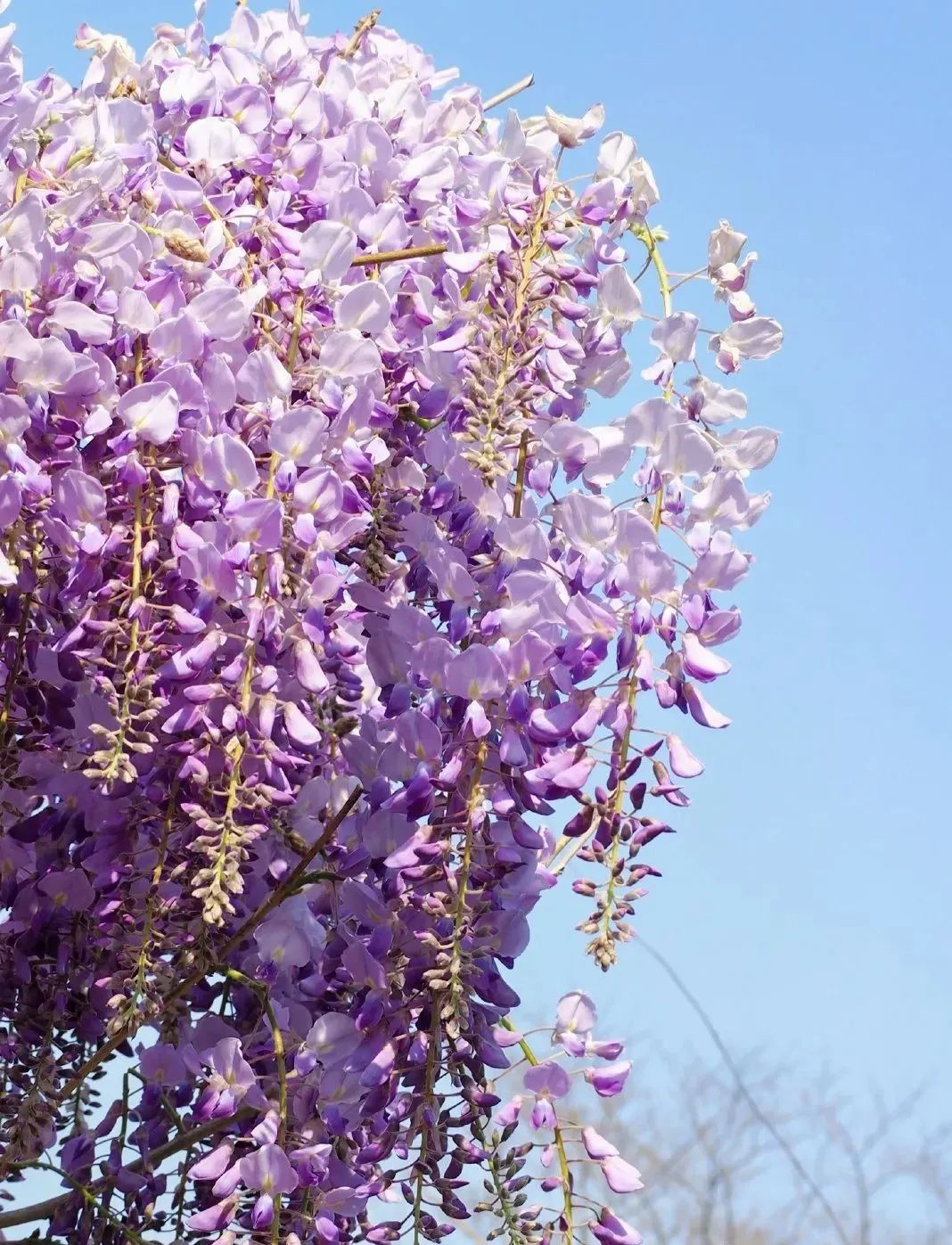 随着樱花雨的飘洒,专属于初夏的紫色花海迎来了高光时刻.