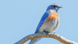 自然治愈又一佐证，研究发现鸟鸣声可释放心理压力