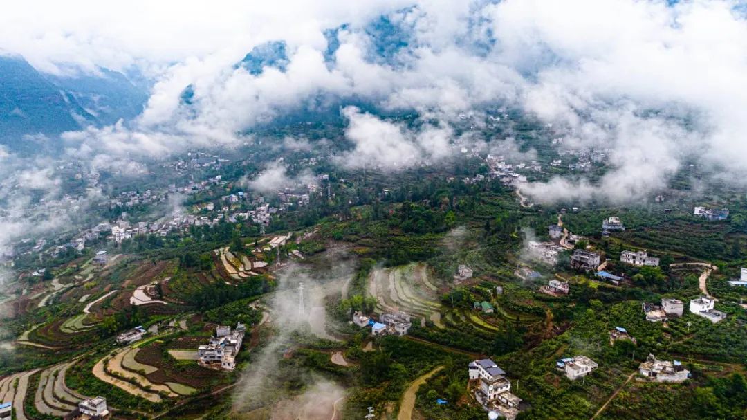 永善县全适宜种植枇杷面积达 35 万亩,主要分布在黄华,务基,大兴等 10