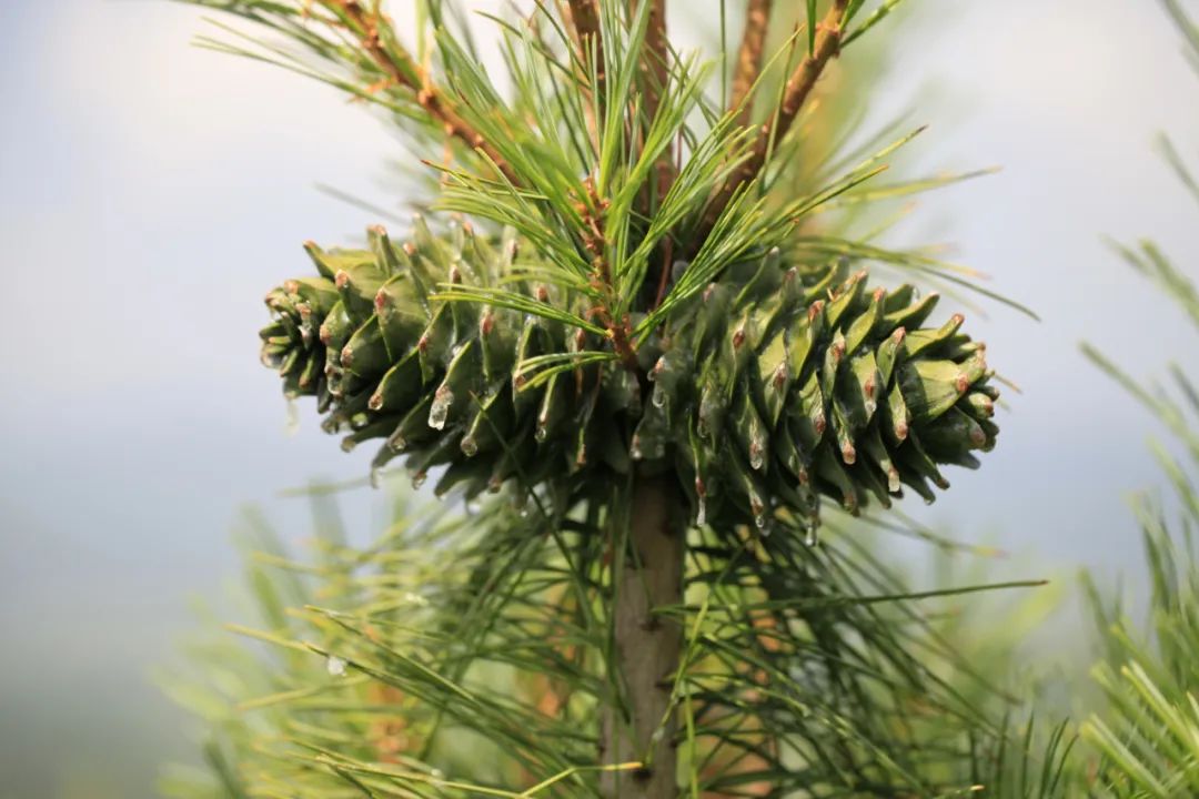 探秘!长白山植物千"种"风情~红松