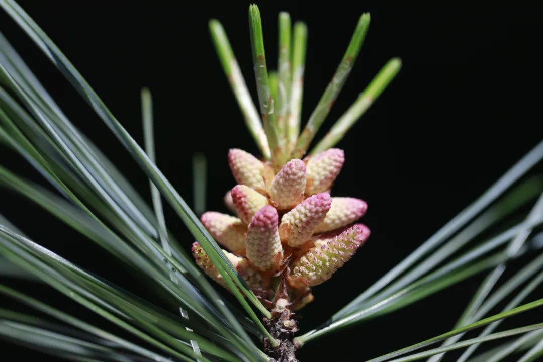 探秘!长白山植物千"种"风情~红松