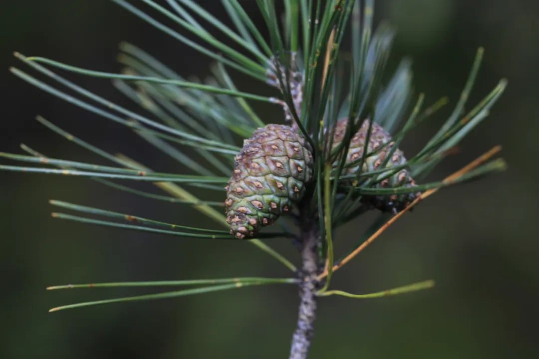 探秘!长白山植物千"种"风情~赤松