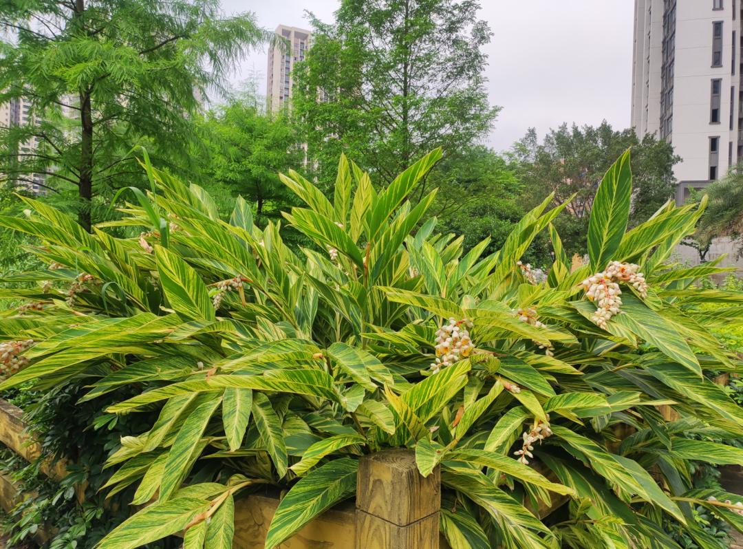 花叶良姜开了  能提神醒脑还能驱虫