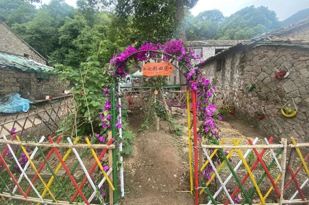 巾帼共创丨洞头区大门镇"一米菜园"大变身 助力和美乡村建设_澎湃号