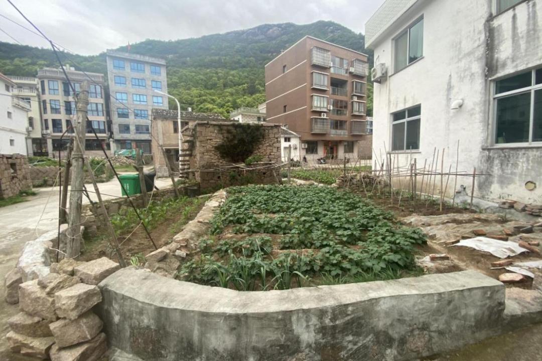 巾帼共创丨洞头区大门镇"一米菜园"大变身 助力和美乡村建设