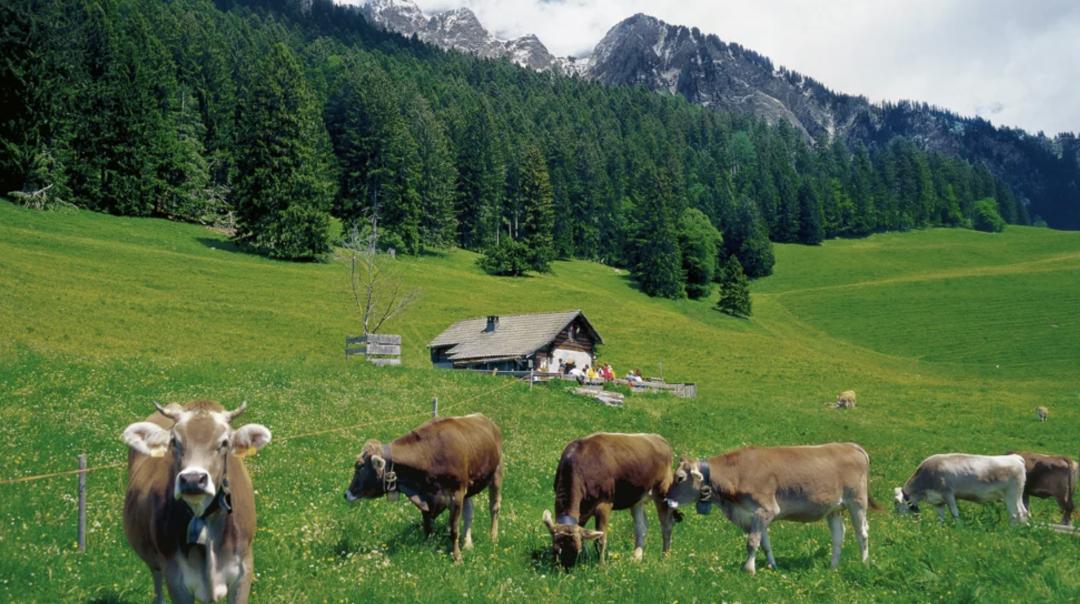 如果能过瑞士奶牛这种生活那真是太酷啦纳米体育！(图1)