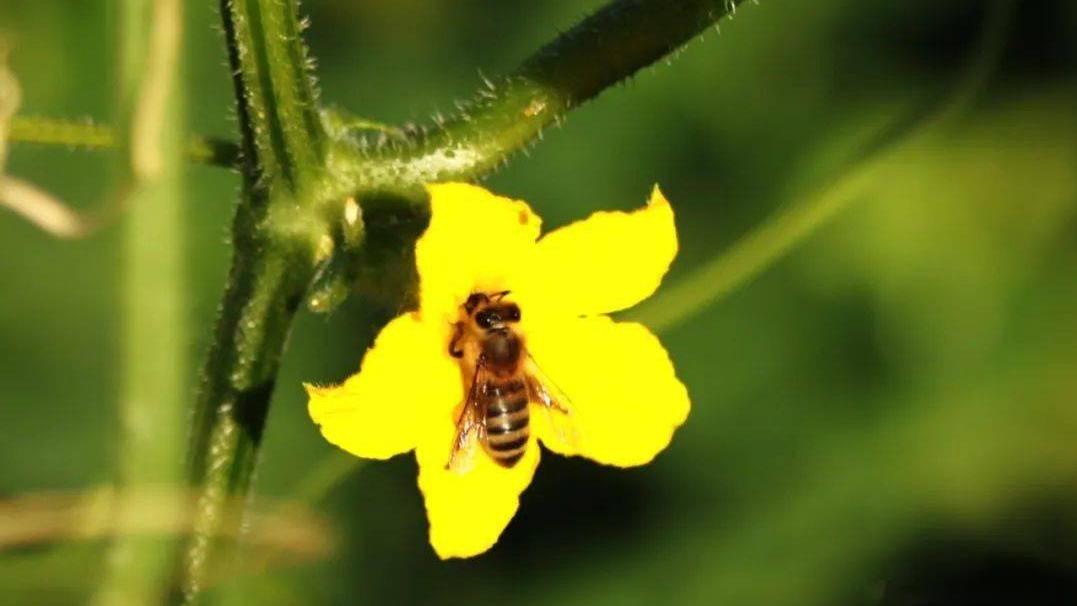 《生物多样性公约》在世界蜜蜂日的倡议：呼吁保护蜜蜂与传粉者