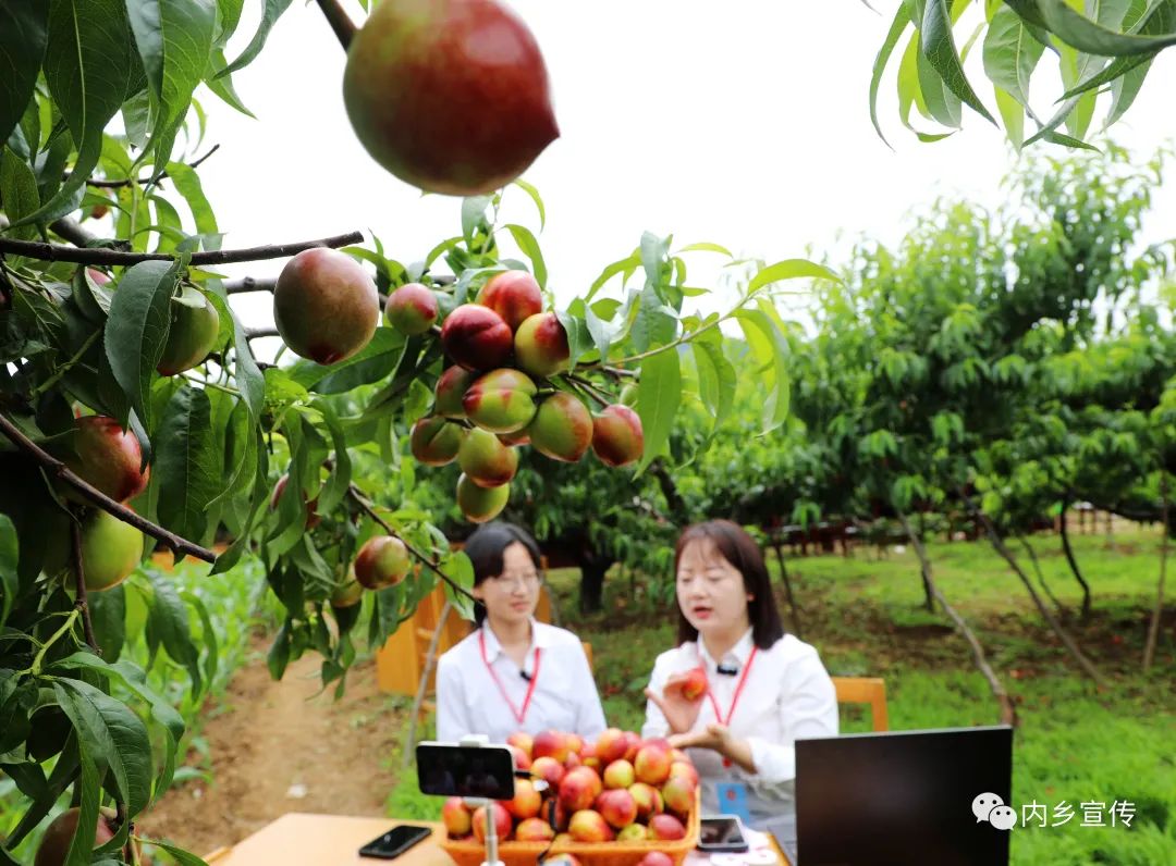 宝鸡渭滨区第五届油桃采摘节正式启动-西部之声