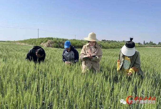 中省媒体看平凉 平凉崆峒：开展小麦一喷三防 护航夏粮丰产丰收 澎湃号·政务 澎湃新闻 The Paper