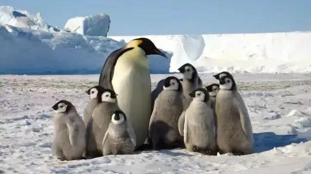 把企鹅从南半球带到北半球，需要倒时差吗？