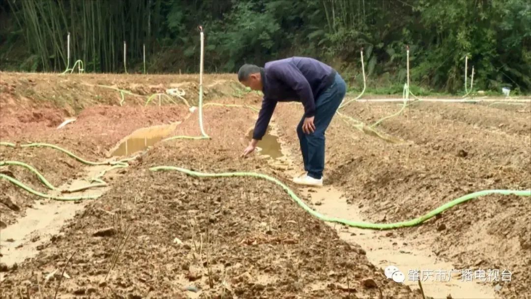 肇庆的“沉睡资源”“活”了！