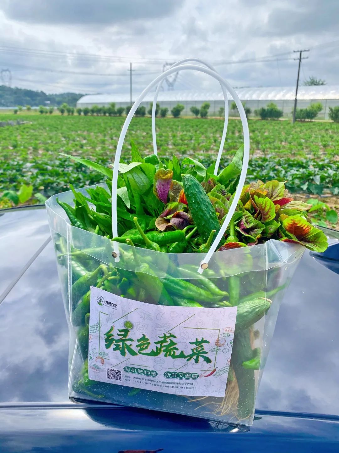 光明大观园里,蔬菜大礼包走俏