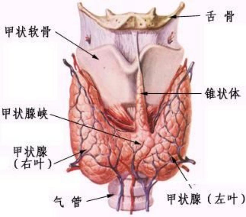 甲状腺解剖图前面观图片