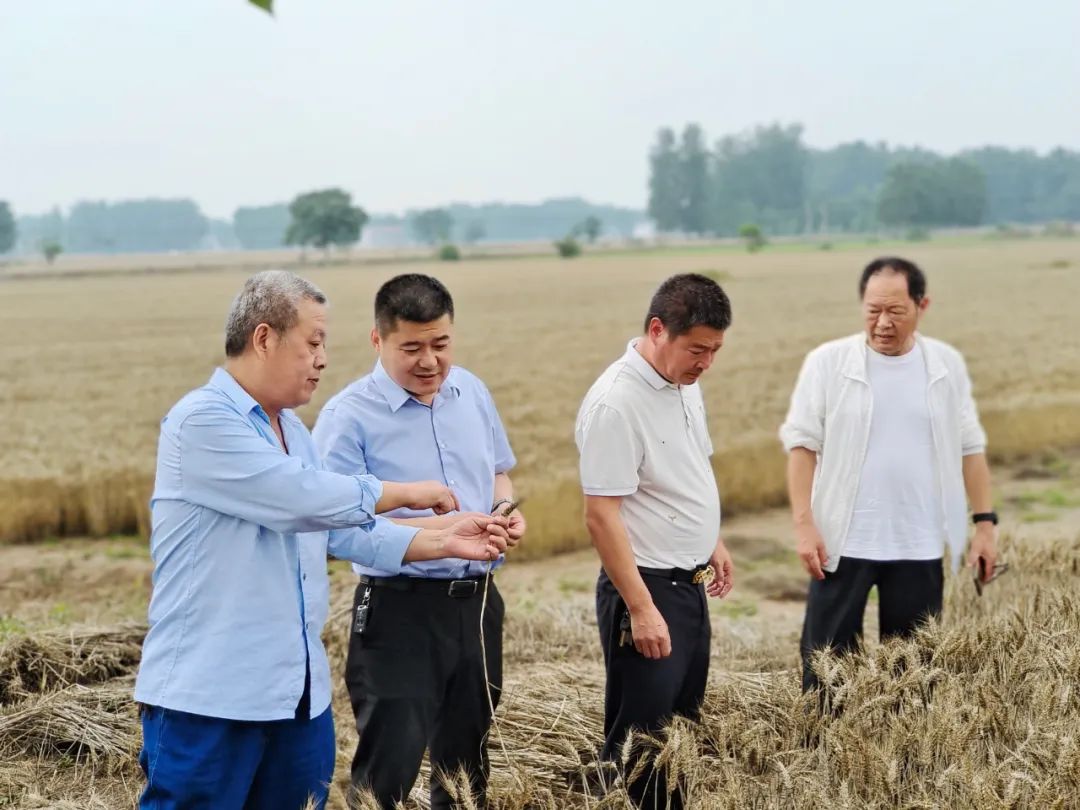 淮阳冯塘朱占领照片图片