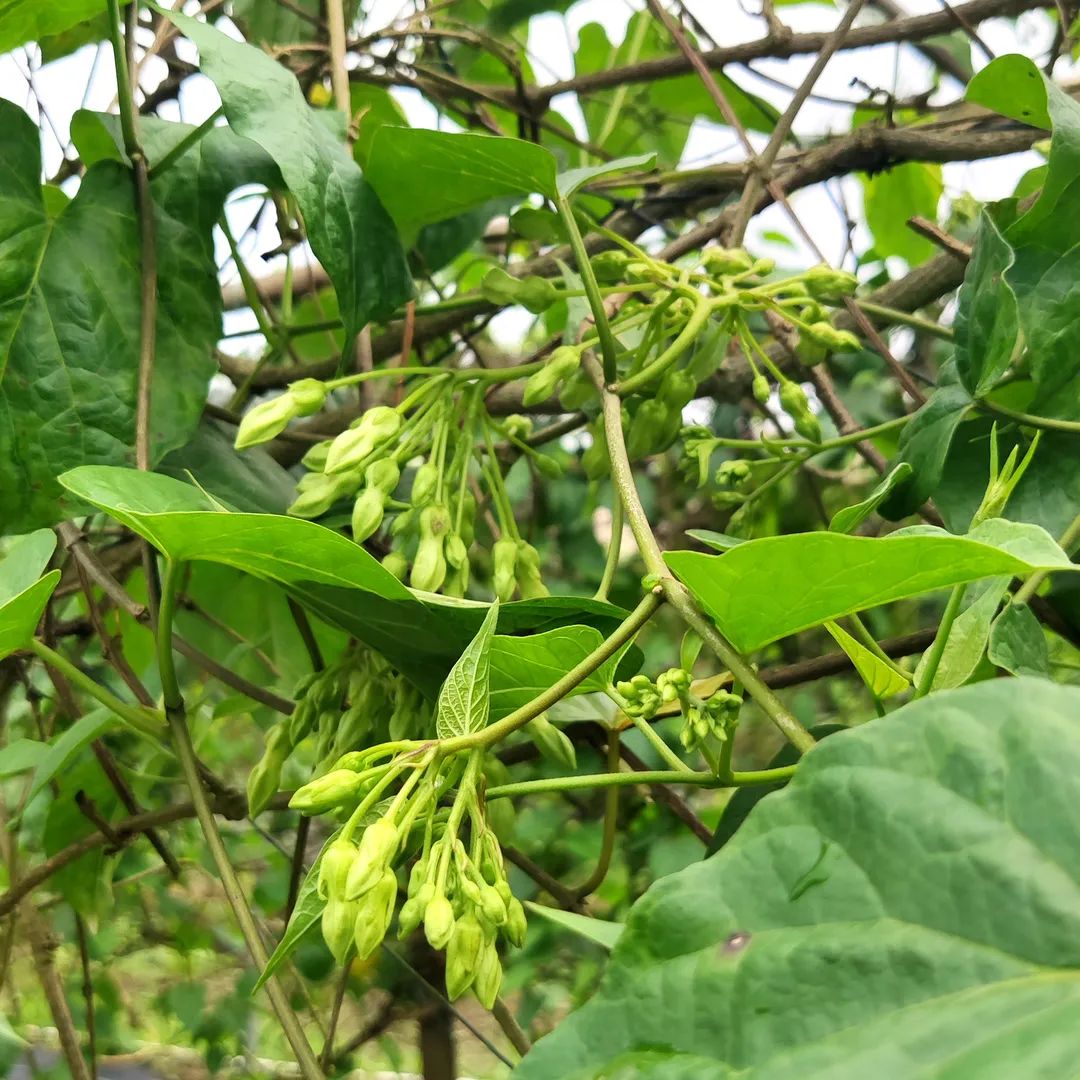 看!这里的两朵“花”争相绽放