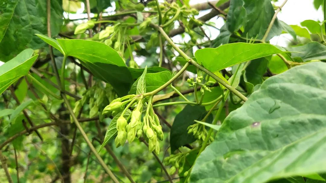 看!这里的两朵“花”争相绽放