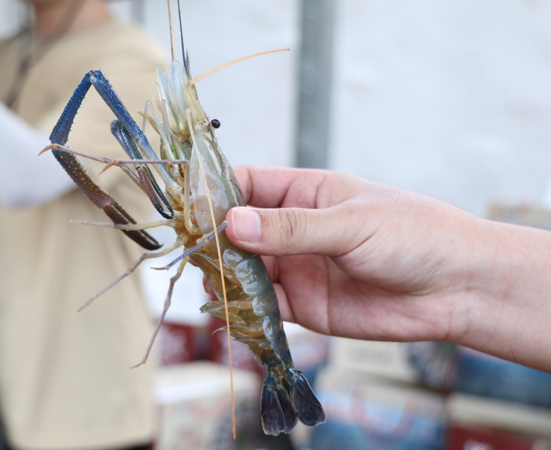 罗氏沼虾的养殖技术，此乃干货必收藏