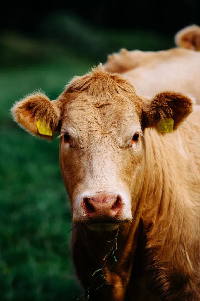 为什么选择草饲——走近与自然共处的欧洲爱尔兰牛羊肉_澎湃号·媒体