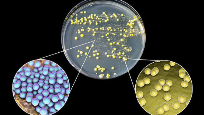 改造细菌可治疗癌症，神奇试验取得巨大成功