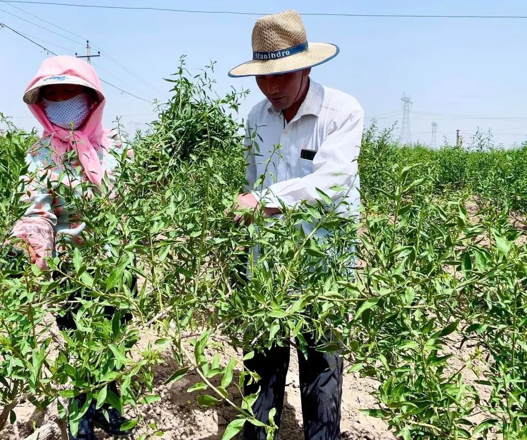 枸杞修剪忙剪出好钱景