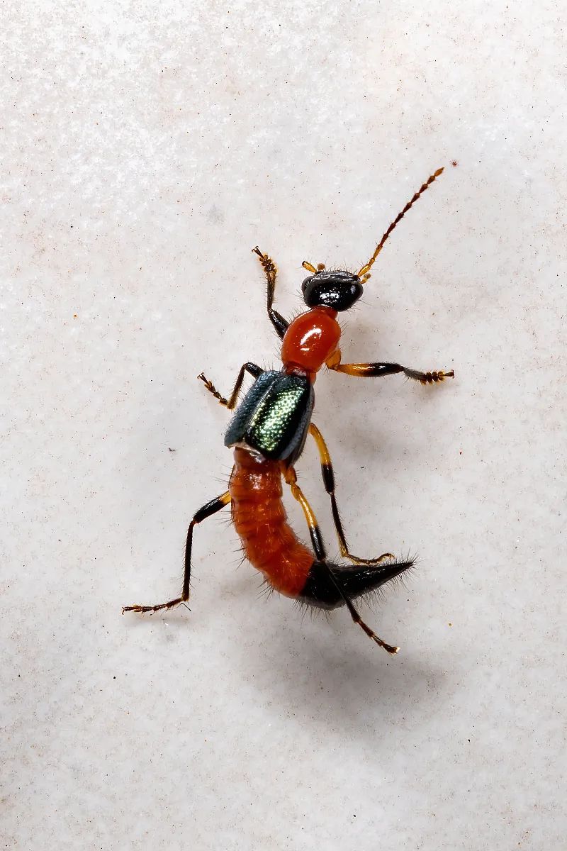 这种虫飞到身上千万别拍！毒液堪比硫酸，有人差点毁容、失明