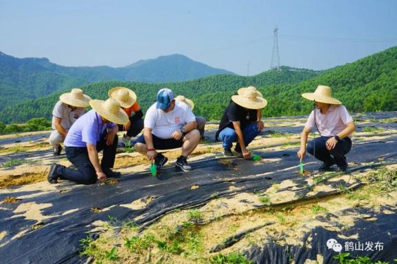 推进“百千万”工程!龙口镇“退桉还茶”标准化试验二期项目启动_澎湃号·政务_澎湃新闻-The Paper