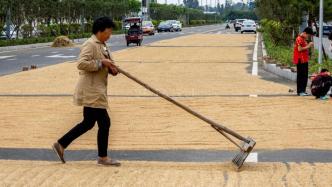 “中国小麦第一县”滑县：抢收小麦，晾晒保质