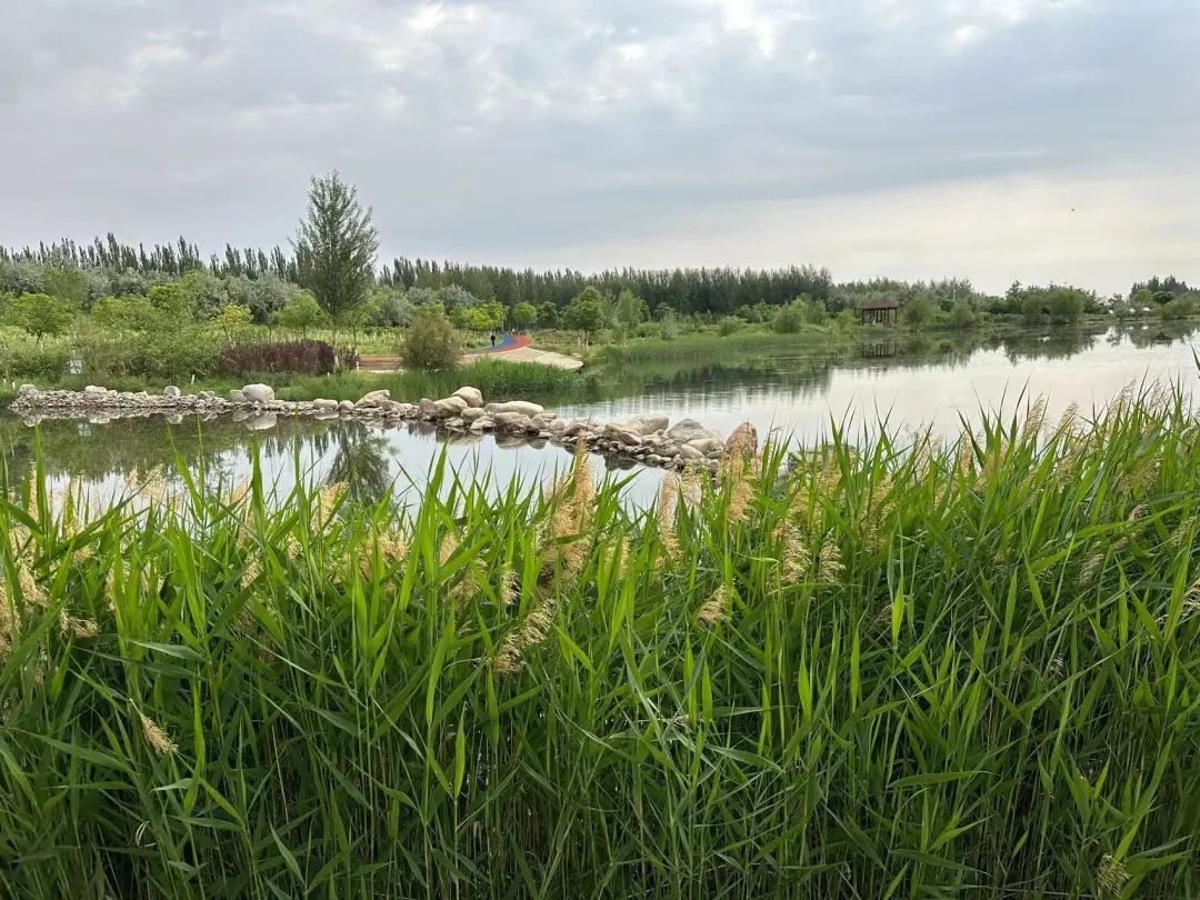 解锁夏日密码,走进金昌玫瑰谷的"花花世界"_澎湃号·政务_澎湃新闻