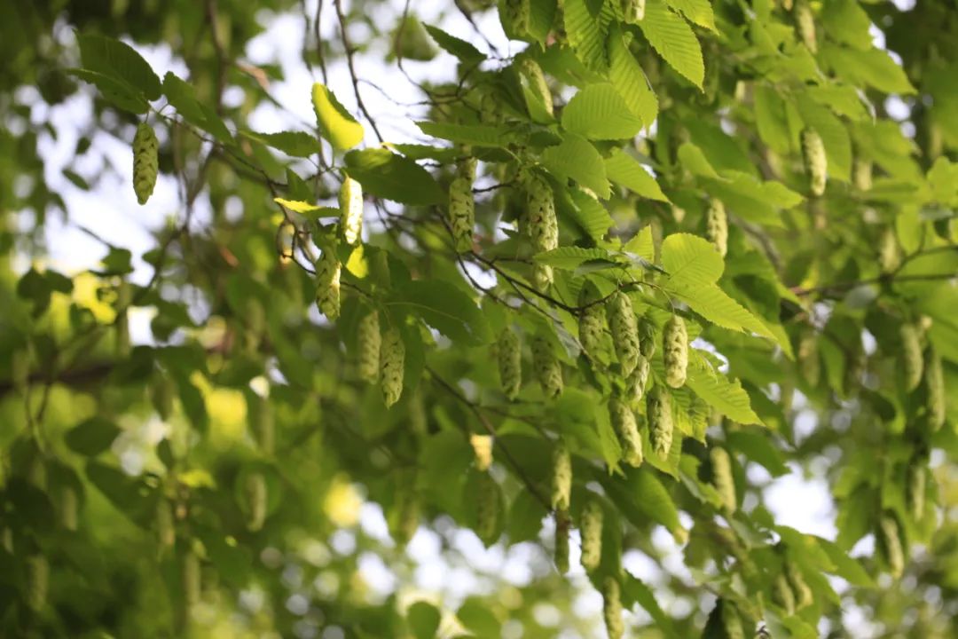 长白山植物千"种"风情~千金榆_澎湃号·政务_澎湃新闻-the paper