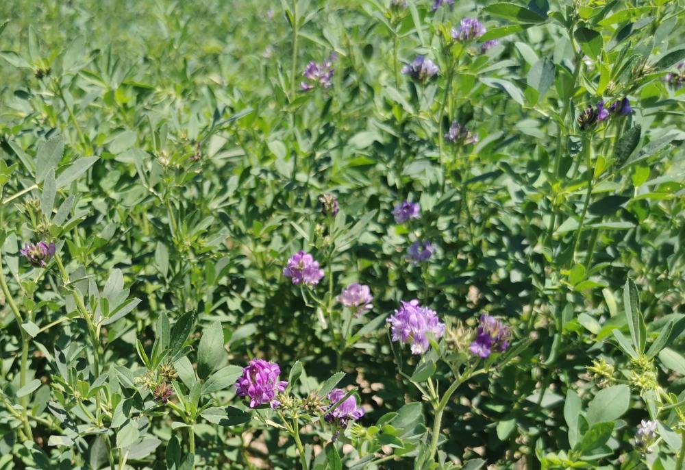 南皮县乌马营镇:苜蓿迎丰收,田间劳作忙_澎湃号·政务_澎湃新闻-the