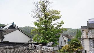 樹碑立傳丨考察吳中區古樹名木密度最高的花園