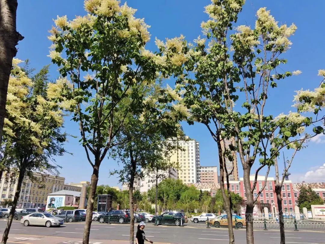 暴马丁香陆续绽放丨冰城最美丁香季进入尾声_澎湃号·政务_澎湃新闻