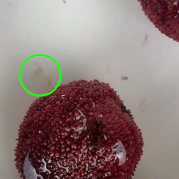 来自小摊的杨梅,肉眼可见得不饱满,还能看到冒头的小虫子.