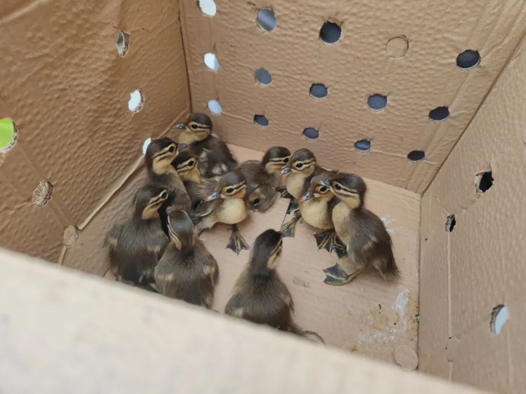 鸳鸯妈妈带13只小鸳鸯宝宝"溜达"中央大街……一群人接力保护