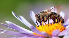 软技能培养——与蜜蜂的亲密接触